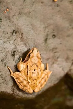 Close-up from a yellow frog Stock Photos