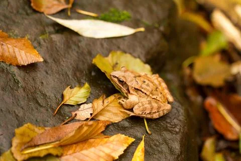 Close-up from a yellow frog Stock Photos