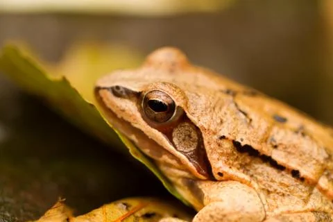 Close-up from a yellow frog Stock Photos