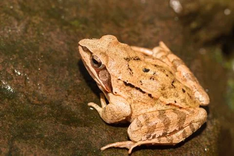Close-up from a yellow frog Stock Photos