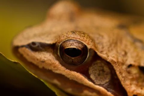 Close-up from a yellow frog Stock Photos