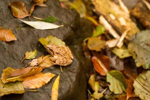 Close-up from a yellow frog Stock Photos