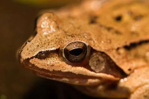 Close-up from a yellow frog Stock Photos