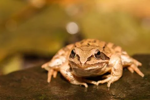 Close-up from a yellow frog Stock Photos