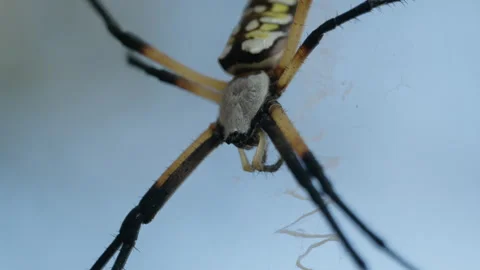 Close Up of Yellow Garden Spider on Web, 4K Macro Wildlife Footage Stock Footage 341994647