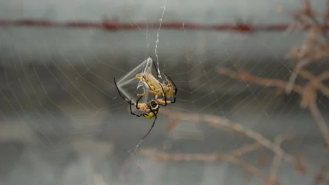 Close-Up Yellow Garden Spider Wrapping Grasshopper Stock Footage 342946137