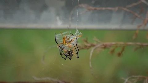 Close-Up Yellow Garden Spider Wrapping Grasshopper Stock Footage 342946157