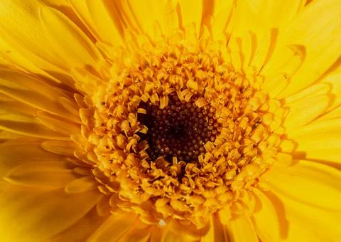Close-up yellow gerber daisy Stock Photos