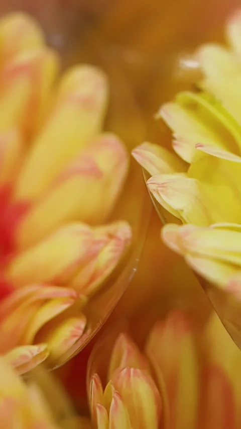 Close Up of Yellow Gerbera Daisy with Orange Center in Flower Market Stock Footage 340192338