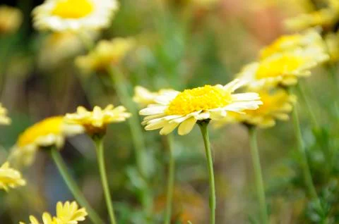 Close up of yellow Gerbera Daisy's Foto stock