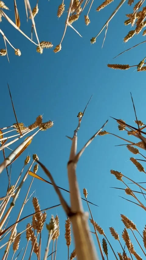 Close-up. yellow-golden spikelets of wheat sway in wind, against background of Stock Footage 313984649