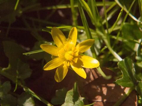 Close up of yellow growing spring pretty flower floor green grass - Ranunculu Stock Photos