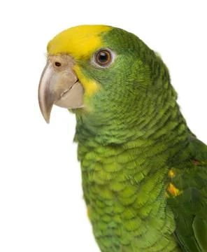Close-up of a Yellow-headed Amazon (6 months old), isolated on white 写真素材