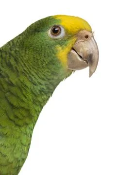 Close-up of a Yellow-headed Amazon (6 months old), isolated on white Stock Photos