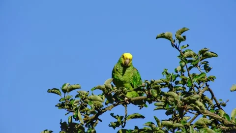 Close-up of a yellow-headed amazon parrot Stock Footage 317497259