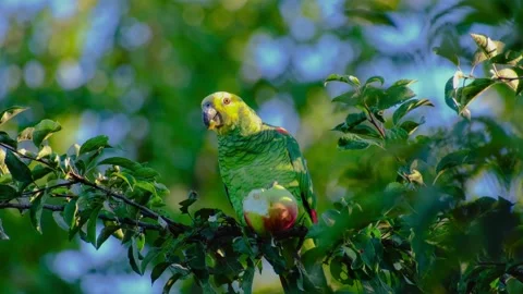 Close-up of a yellow-headed amazon parrot Stock Footage 318591249