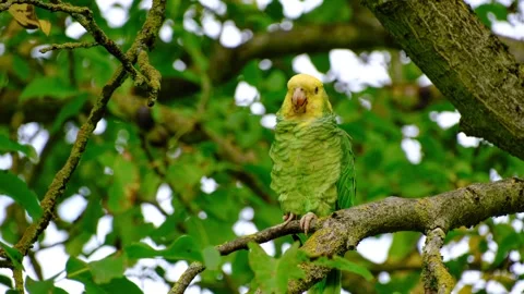 Close-up of a yellow-headed amazon parrot Stock Footage 318591253