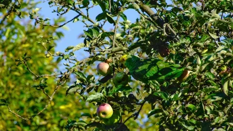 Close-up of a yellow-headed amazon parrot Stock Footage 318907442