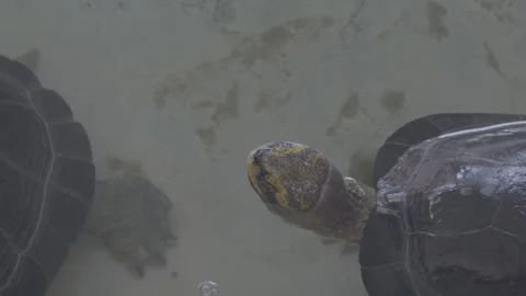 Close-Up of Yellow-Headed Temple Turtle Head Patterns 4K Video stock 335587215