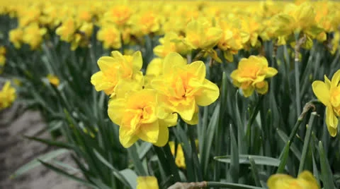 Close up of yellow hyacinths field Stock Footage