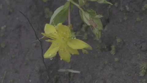 Close-up of Yellow Hypericum Flowers Stock-Footage 343664649