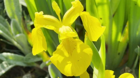 Close Up of Yellow Iris Flower Shining Brightly in a Sunlit Spring Garden Stock Footage 335542764