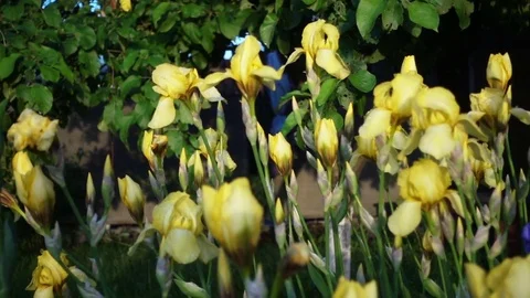 Close Up Of Yellow Iris Flowers Видео 70769152