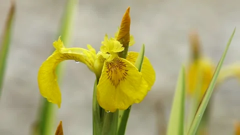 Close up of yellow iris Stock Footage 155070199