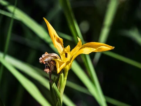 Close-up of a yellow iris or Iris pseudacorus. Stock Photos