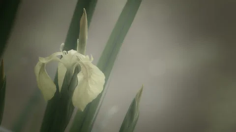 Close up of a yellow iris / water flag flower and bud - stylised. 4K tripod Stock Footage 196150696