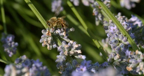Close-up of a Yellow Jacket Searching for Pollen Stock Footage 113151566