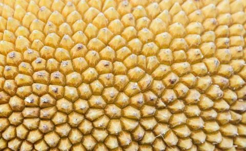 Close up Yellow Jackfruit wallpaper texture Stock Photos