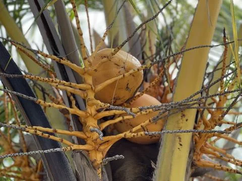 Close Up Of Yellow King Coconuts Growing On Palm Tree Фото