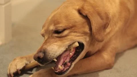 Close-up of a Yellow Labrador Chewing on a Bone on the Floor Stock Photos