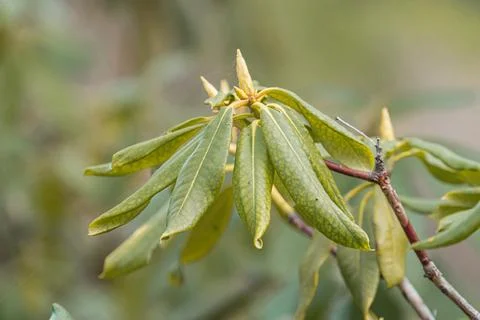 Close-up of yellow leaf with black dots against blurred background, natural l Stock Photos