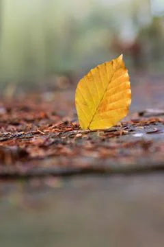 Close-up of a yellow leaf in the bright rays of the autumn sun Stock Photos