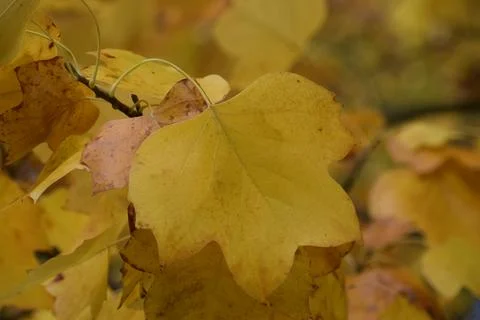 Close Up of Yellow Leaf with Lyre Shape on Soft Autumn Background Stock Photos