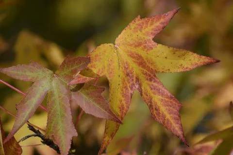 Close Up of Yellow Leaf with Palmate Shape on Autumn Background Stock Photos