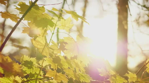 Close up yellow leaves on autumn trees with sun rays shining Stock Footage 180037053