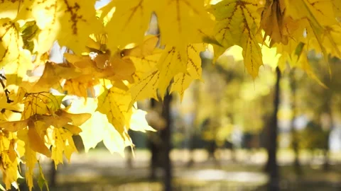 Close-up of yellow leaves of a maple tree in a city square Stock Footage 287617829