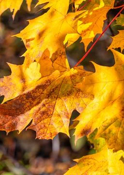 A close-up of yellow leaves of a maple tree against the blue sky. Autumn scen Foto stock