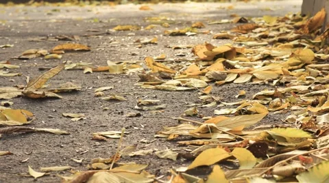 Close-up of Yellow leaves on the road and foliage on autumn road Vídeo Stock 68068486