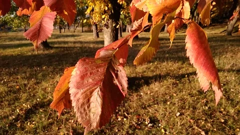 Close up of yellow leaves on tree branches gently sways on the wind. Stock Footage 165945675
