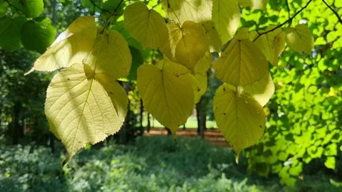 Close up on yellow leaves of a tree in a forest, slow motion. Video stock 222094105