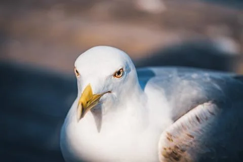 Close-up of a yellow-legged gull Stock Photos