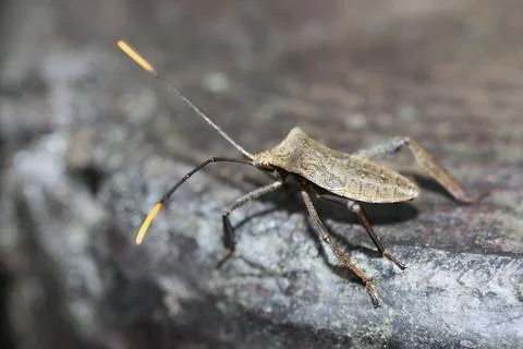 Close-up of a Yellow-Legged Leaf-Footed Bug. Stock Photos
