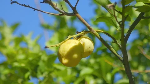 Close up of yellow lemons hanging from a tree in Greece, swaying gently in .. Video stock 291112261