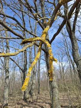 Close up of yellow lichen on bare tree branches in spring against blue sky .. Stock-Fotos