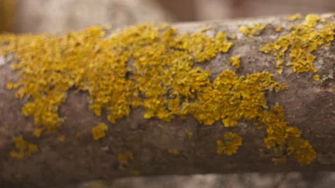 Close-up of yellow lichen on a cut walnut branch, focus pull 스톡 동영상 332012172