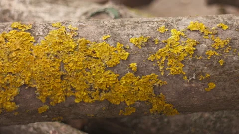 Close-up of yellow lichen on a cut walnut branch, pan left to right Video stock 332012231
